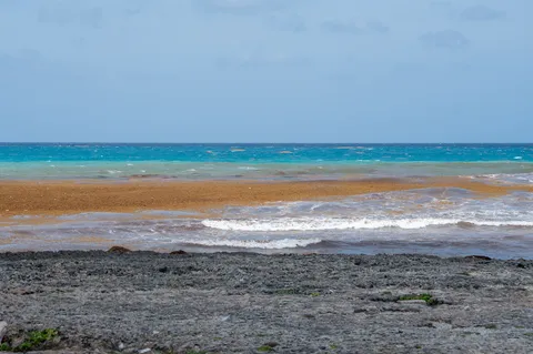 Sargazo — LOS COCOS PEDERNALES (Sur)